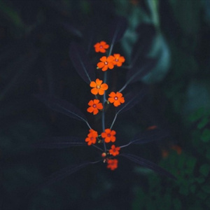 大鸡巴射精高潮汇编体育生
