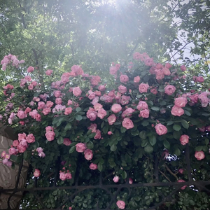 大鸡巴射精高潮汇编体育生
